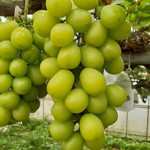 桜島産 極上シャインマスカット（350g X 6房) 【9月中旬まで】