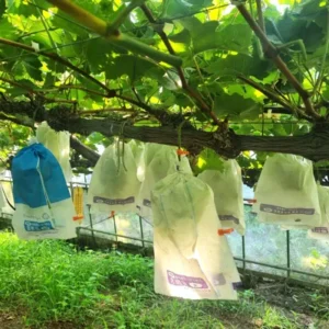 桜島産 極上シャインマスカット（350g X 6房) 【9月中旬まで】